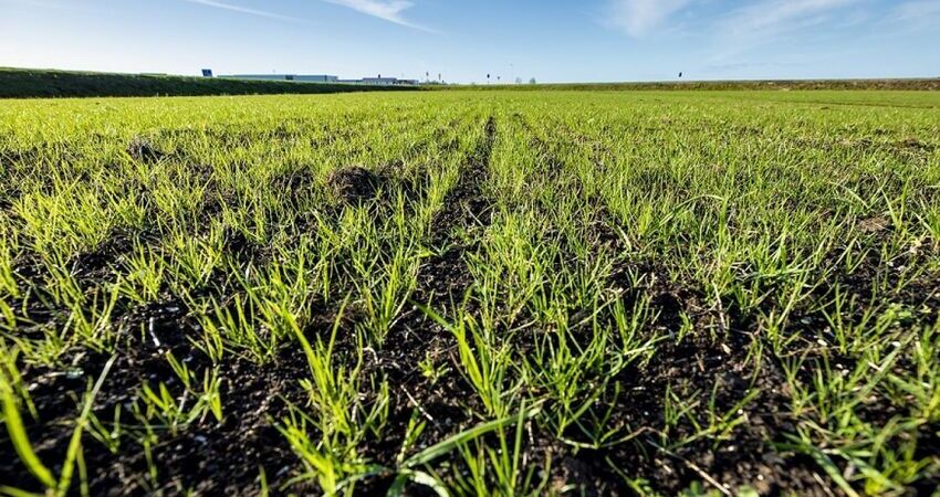 Detailfoto van bodem met opkomend gras